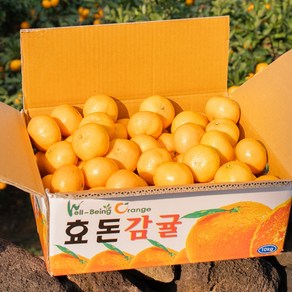 제주 새콤달콤 프리미엄 효돈감귤, 1개, 10kg 혼합과