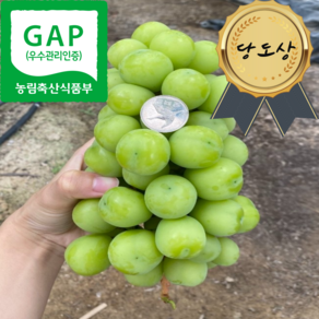 [당도인증/산지직송] GAP 인증 거창 고당도 가정용 선물용 큰 알 샤인머스켓 2kg(3~4수) 4kg(6~7수), 1박스