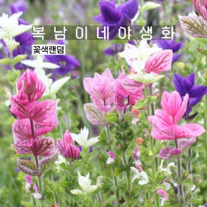 페인티드 세이지 [4개 복남이네야생화 모종 허브 sage], 4개