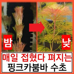 수초하우스) 핑크 카붐바 매일 접었다 펴지는 신기한 수초(초보자용 쉬운 수초), 3줄기, 1개