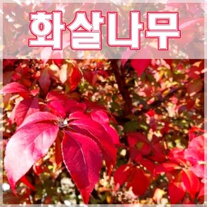[현대조경농원]화살나무 묘목 3년생 5주 묶음, 1개