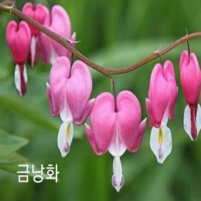 꽃씨앗 금낭화 (10립) -다년초 종자씨앗 야생화 씨앗모음, 1개