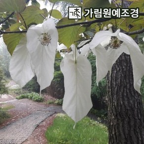 손수건나무 키60cm전후 묘목 가림원예조경