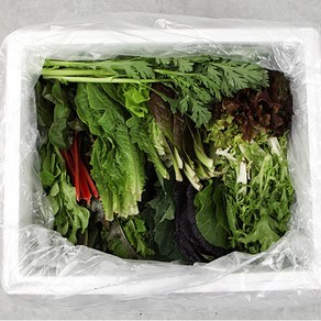 [유기농 인증] 당일수확 모듬 쌈채소, 쌈채소 800g, 1개