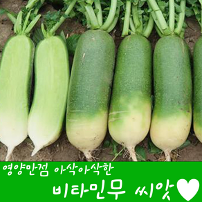 [농대나온남자] 달달한 비타민무 씨앗 100립 + 나비끈끈이트랩, 1세트