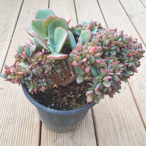 [수암다육] 줄리아 철화 랜덤발송 Echeveria 'Julia' f. cristata 랜덤발송 다육 다육이 다육식물 348