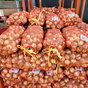 [푸드팜] 장아찌용 햇양파 양파 5kg 10kg, 1개