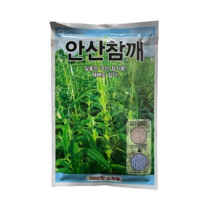 안산참깨씨앗 3000립 [24년포장] 참기름 참깨종자, 1개