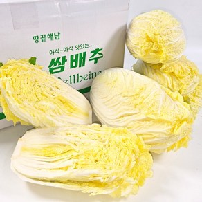 땅끝 해남 아삭아삭 맛있는 알배기배추, 500g, 3개