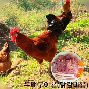 무뼈구이용 또는 닭갈비용 토종닭 장닭 2kg내외 오후4시마감 당일발송 수요일휴무 백숙용 닭볶음용 제사용 생닭 한약재무료제공 살아있닭