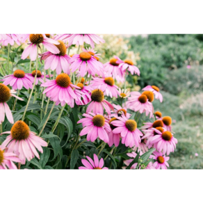 [블루밍야생화]에키네시아Echinacea*8/20/80세트-농장직판(월동야생화 춘화지피), 8개, 리치핑크