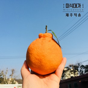 [제주직송] 제주 노지 한라봉 가정용, 1박스, 1.8kg