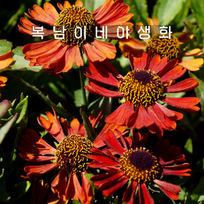 헬레니움 레드 시에스타 [1개 복남이네야생화 모종 helenium], 1개