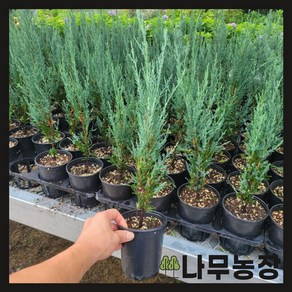(나무농장) 상록수 스카이로켓향나무 120L 포트, 20개, 장포트