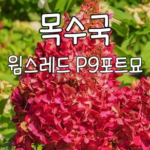 [수성조경농원] 목수국-윔스레드 P9 포트묘, 1개, .