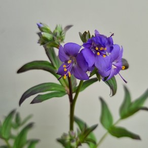 [다온야생화] W6053 꽃고비 (9cm) [랜덤], 1개, -