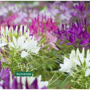 풍접초 [4개 복남이네야생화 모종 일년생 클레오메 cleome], 4개