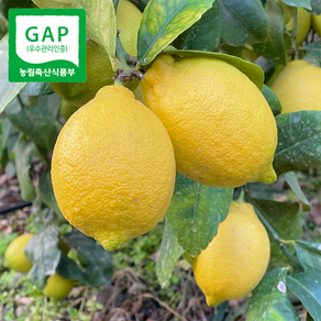 GAP 인증 제주 레몬 산지 농장직송, GAP인증 레몬, 1개, 2kg