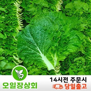 ( 오일장 상회 ) 국내산 쌈추 쌈배추 2kg 4kg, 1개, 2kg내외