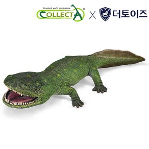 컬렉타 쿨라수쿠스 클리란디 88988