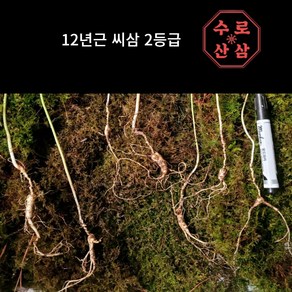 [수로] 산삼 12년 2등급 씨삼