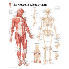 [Scientific] 근육 골격차트(1102) - 인체해부도, 1개