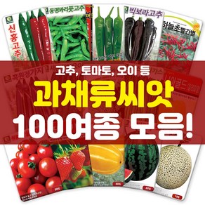 각종 과채류 씨앗 모음 고추 피망 딸기 수박 토마토 씨 종자, 67-주황대추방울20립, 1개