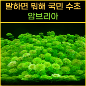 [물풀정원] 달팽이 100% 없는 청정수초 암브리아 10줄기 수질정화 수초키우기 구피 베타 물고기 새우 은신처