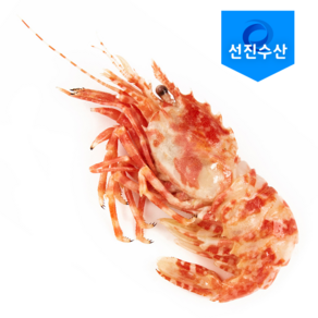 자연산 특 A급 닭새우 러시아 자숙닭새우 (1kg), 1kg, 1박스