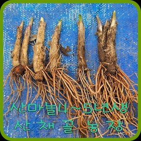 모종이야기 e쉬운새싹채소 산마늘모종 4~5년생 /울릉도명이나물 촉당400원, 50개