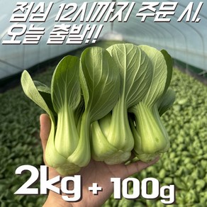 [꿀야채 청경채] 물 좋은 철원 산지직송 청경채 2kg 1개