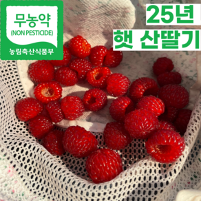 [프리미엄] 25년 무농약 햇 생 산딸기 생과, 1개, 500g