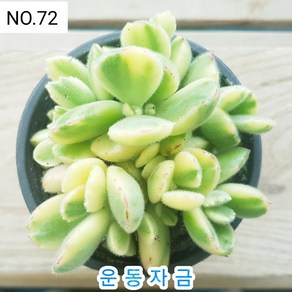 다육식물- 희귀 다육 100가지 모아보기, [NO. 72] 9cm 포트, 1개