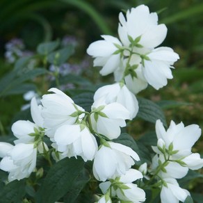 유럽 겹고광나무 리틀화이트러브 (특대품/20cm화분), 1개