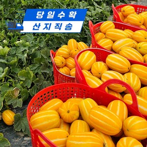 [달디상회] 산지직송 성주참외 가정용 못난이 초고당도 당일수확, 1박스, 못난이 혼합과 5kg