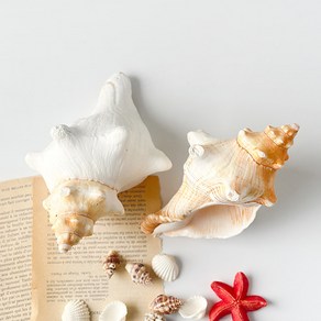 [한소픈] 소라 장식 약 15cm 소라 조개 장식 소품 여름 장식 흰소라, 기본소라 1p
