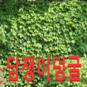 (성실D)미국담쟁이덩굴묘목(포트) 10개