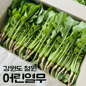 [달콤밥상 어린열무] 물 좋은 철원 산지직송 어린열무, 1개, 2kg