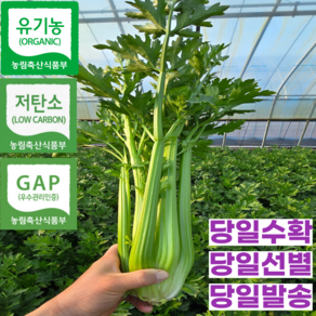[품질보장] 최상급 국내산 유기농 저탄소 GAP 샐러리 셀러리 주스용 대용량, 1개, 10kg