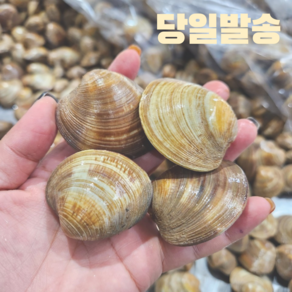 생물 활 대 백생합 조개 생합 캠핑 찜 탕 안주, 1개, 2kg(40미 내외)