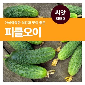 마이플랜트 피클 오이 야채 씨앗 50립, 1개