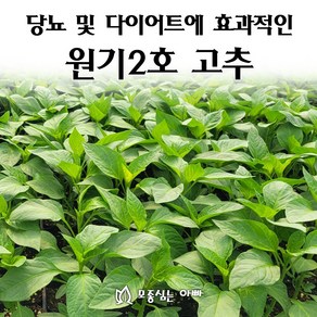 [모종심는아빠] 고추잎을 먹는 당뇨개선 고추 원기2호 모종(컵포트), 3개