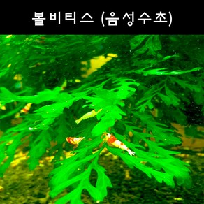 [수초아쿠아] 볼비티스 초보수초 인기수초 구피 새우 은신처 어항수초 수초맛집 득템수초, 1개