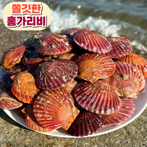 [산지직송] 고성 제철 홍가리비, 1개, 홍가리비 5kg (100미 내외)