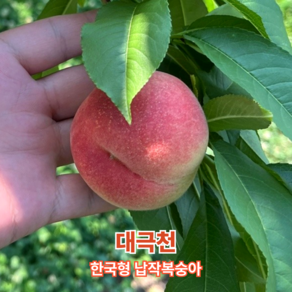 [ 한정수량 품절주의 ] 쫀득한 납작복숭아 기가막혀 대극천 복숭아 고당도 최상품 납작이, 1개, 반납작 대극천 1kg( 중소과 14과내외 )