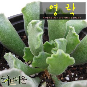 허브여울다육 영락 지름 9cm 소품화분, 1개