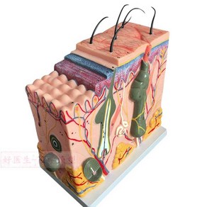 조직 모형 인체 확대 과학실 교육용 플라스틱 구조 모델 피부, 2. 35배피부 확대 모형 19x11x16cm, 1개
