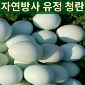 6시내고향 연두마을 강원도 자연방사 청란 청계알 난각번호 1번 1호 청계 자연 방목계란 청계닭 알 계란 유정청란 유정란 청계닭 신선란 월간 토종닭 30구 30알