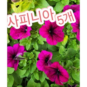 사피니아 5개/세계적으로 가장 많이 심고 있는 화단용 화초, 5개