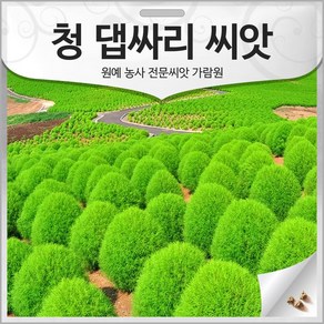 청 댑싸리 씨앗 댑사리 종자 댑싸리씨 뎁싸리 1500알